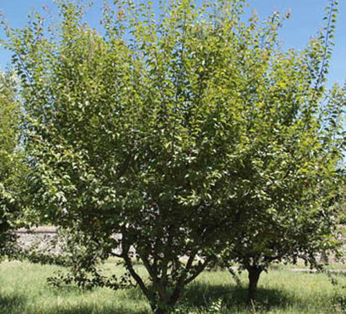 Albero 
