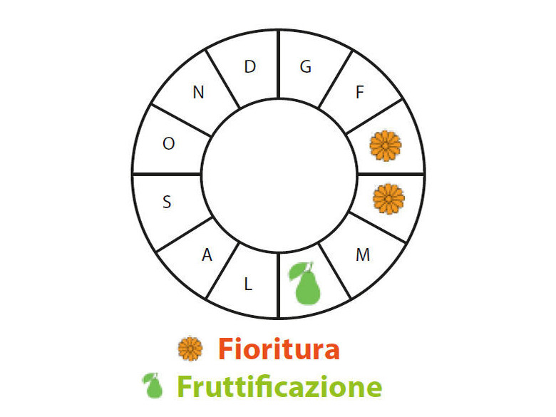 Periodo di fruttificazione