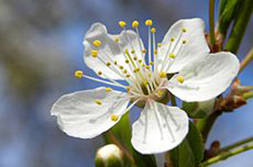 Fiore
