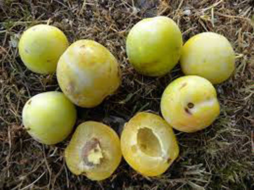 Frutto