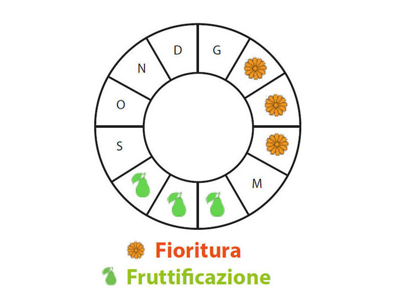 Periodo di fruttificazione