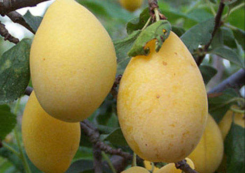 Frutto