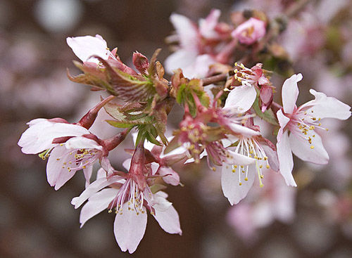 Fiore