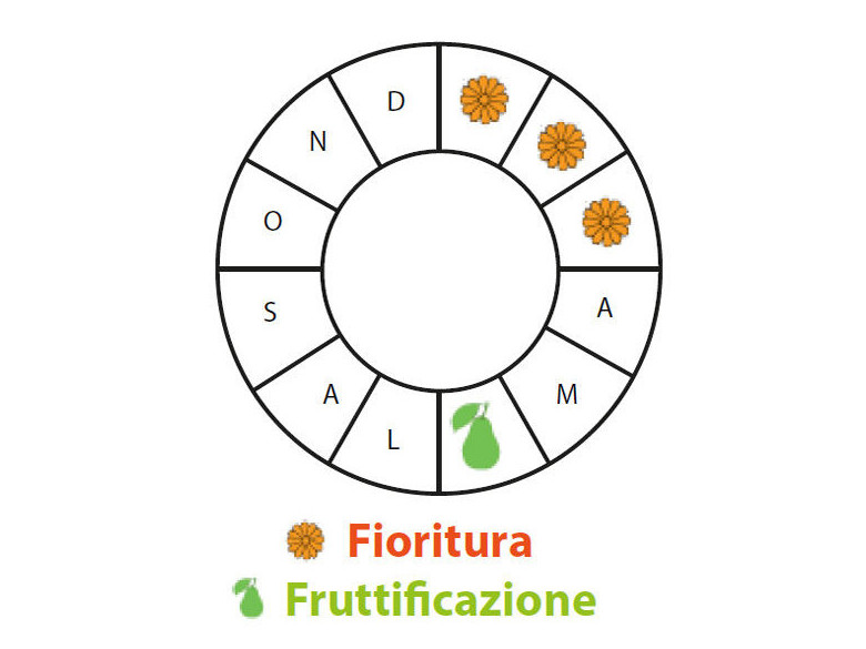 Periodo di fruttificazione