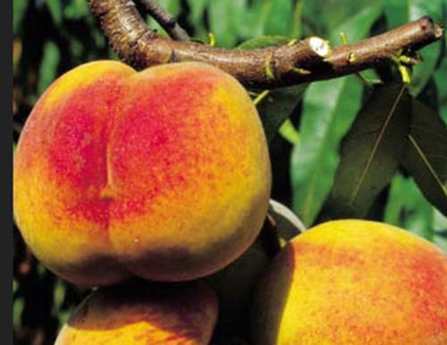 Frutto
