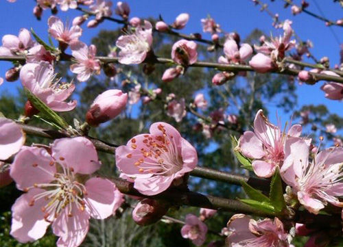 Fiore