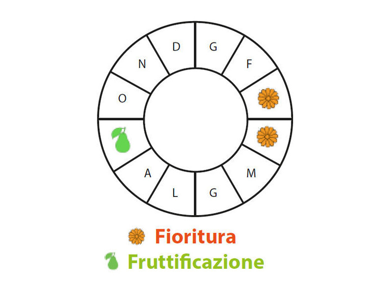 Periodo di fruttificazione