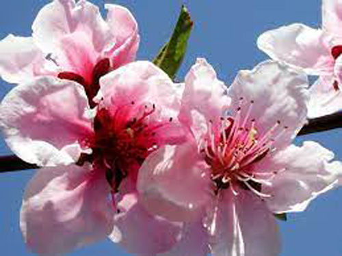 Fiore 