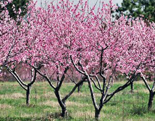 Albero