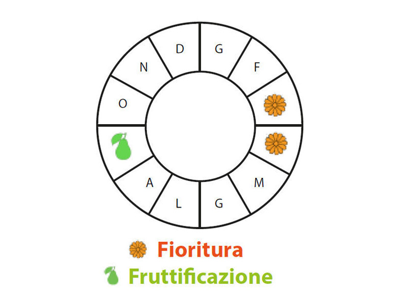 Periodo di fruttificazione