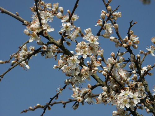 Fiore 
