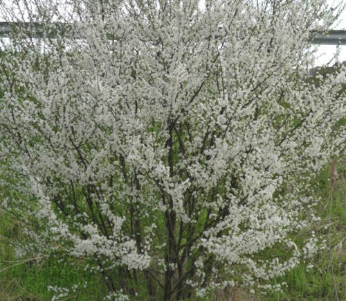 Albero 