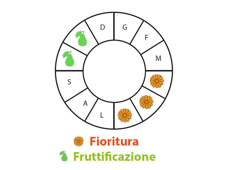 Periodo di fruttificazione