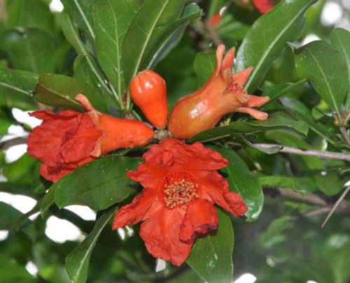 Fiore