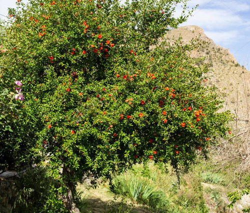 Albero