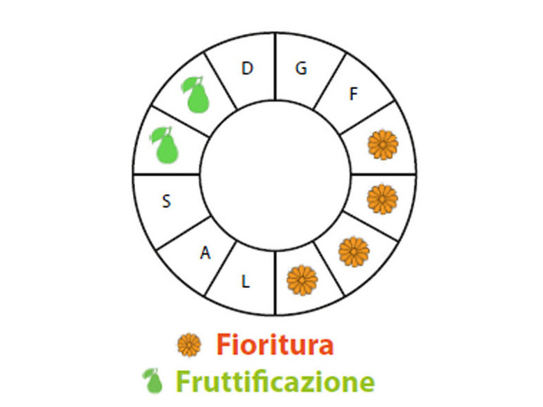 Periodo di fruttificazione