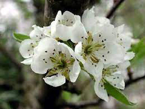 Fiore 