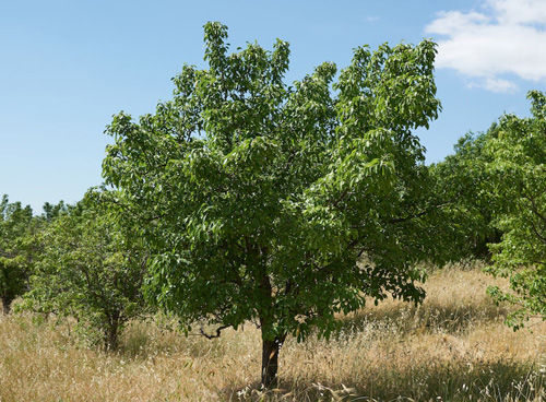 Albero 