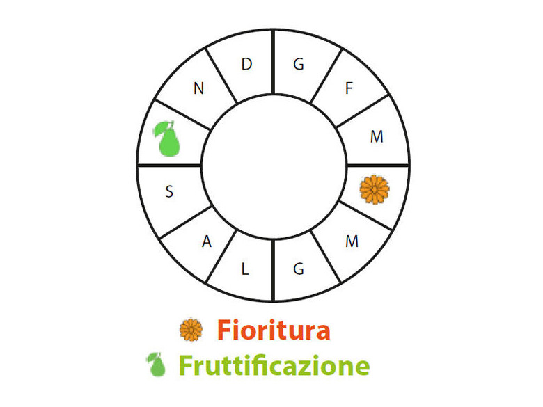 Periodo di fruttificazione