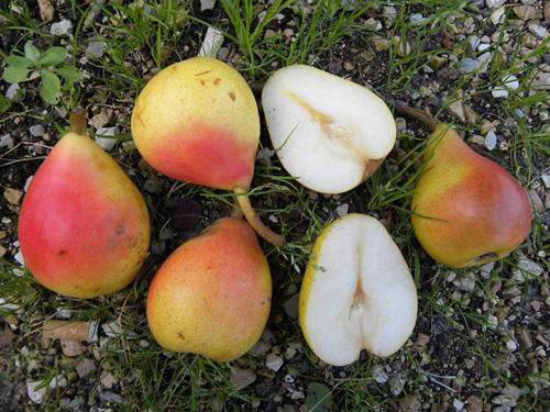 Frutto