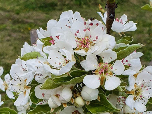 Fiore 