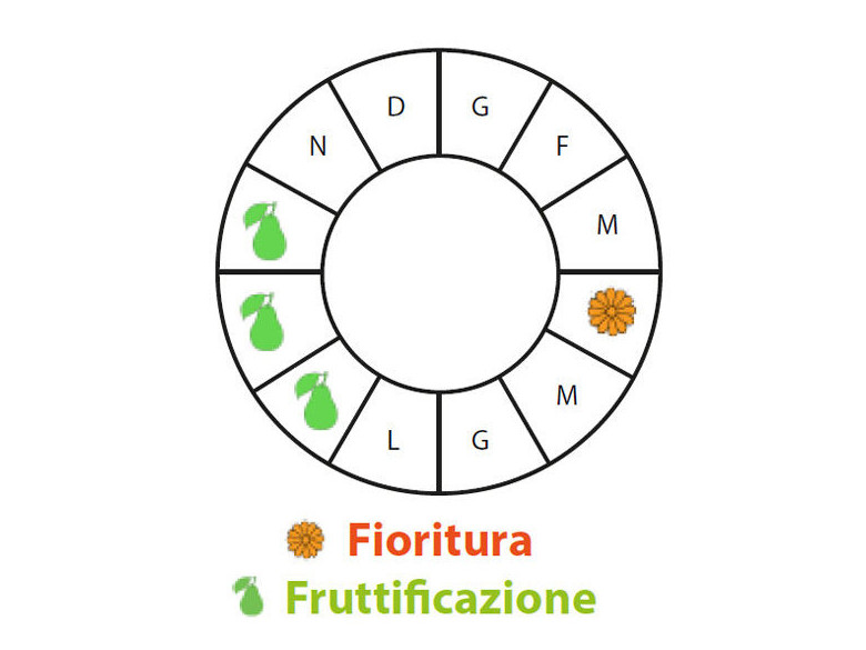 Periodo di fruttificazione