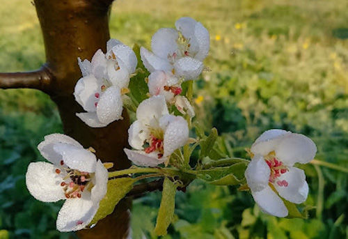 Fiore 