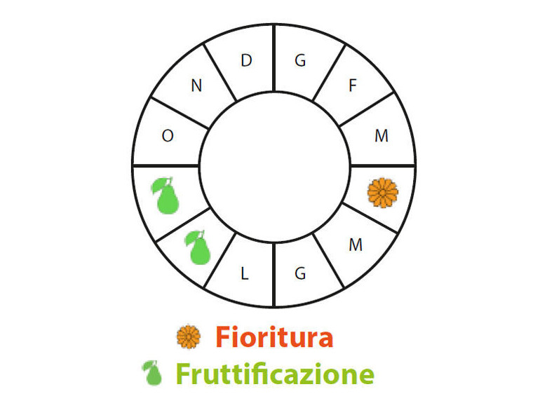 Periodo di fruttificazione