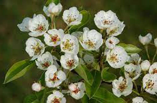Fiore 