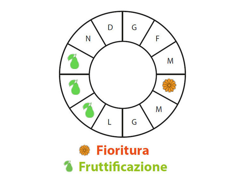 Periodo di fruttificazione