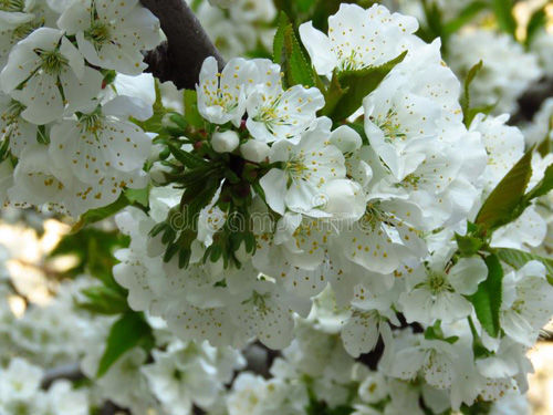 Fiore 