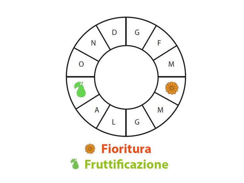 Periodo di fruttificazione