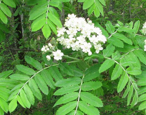 Fiore 