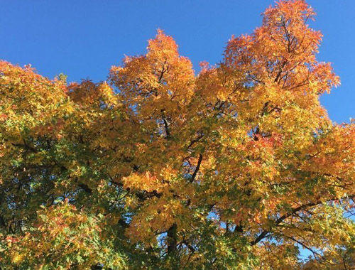 Albero 
