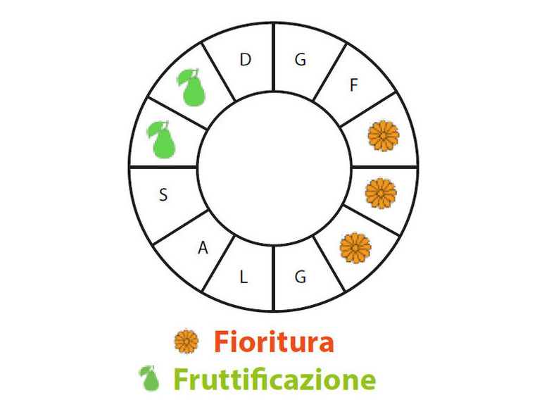 Periodo di fruttificazione