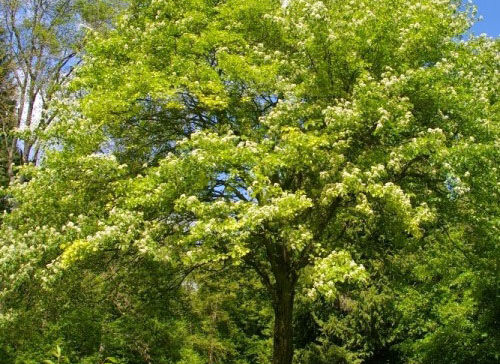 Albero 