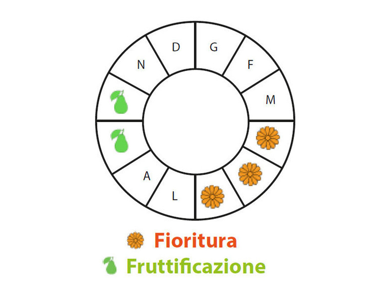 Periodo di fruttificazione