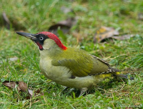 Picchio verde