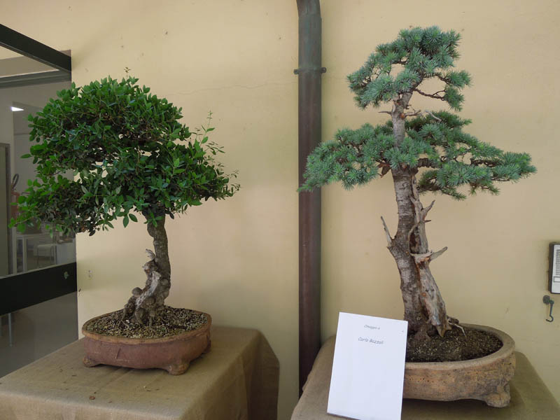 2011 - Mostra di bonsai e suiseki