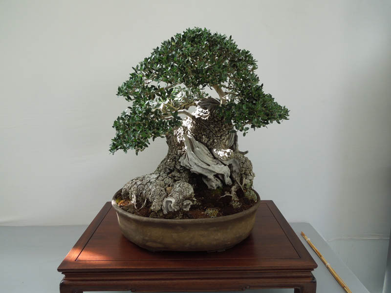 2011 - Mostra di bonsai e suiseki
