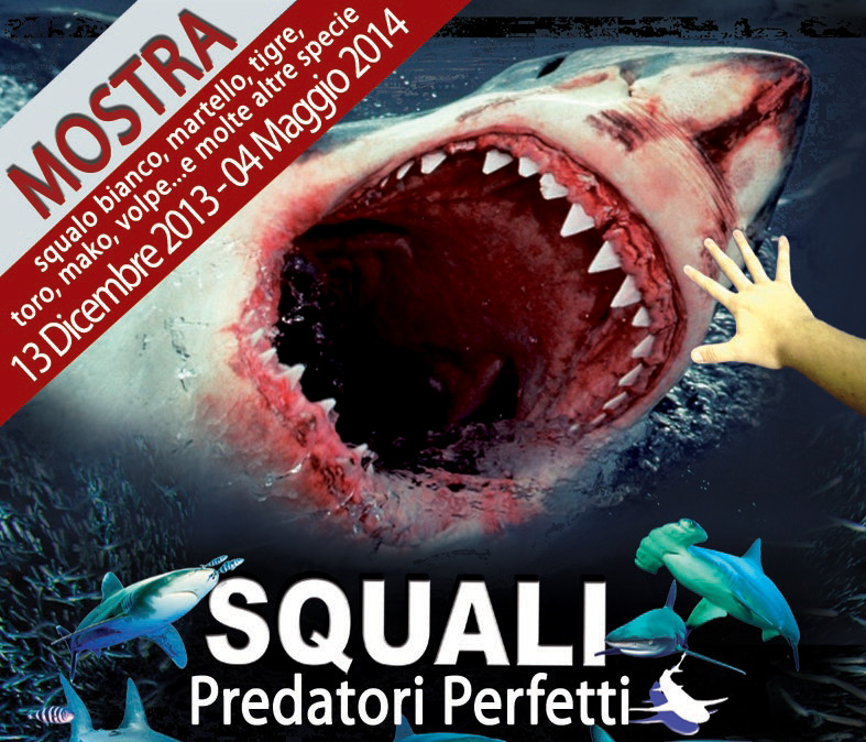 2013 - Squali, predatori perfetti