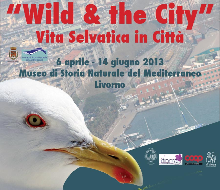 2013 - Wild & the city