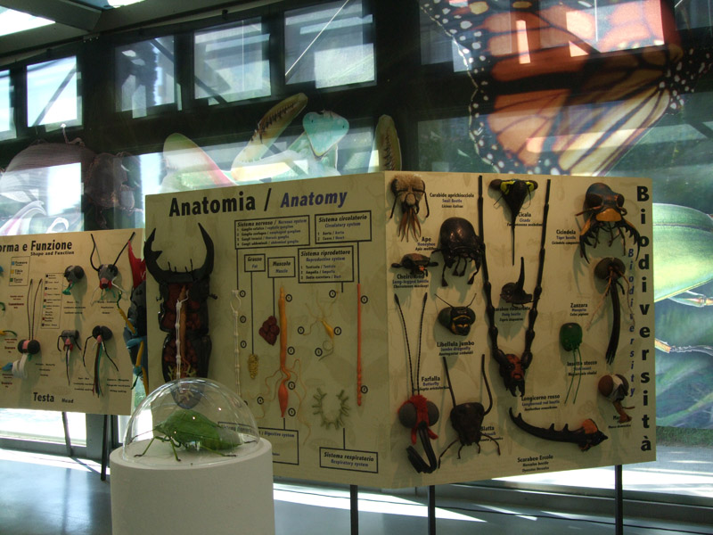 2015 - Bugs, insetti da paura!