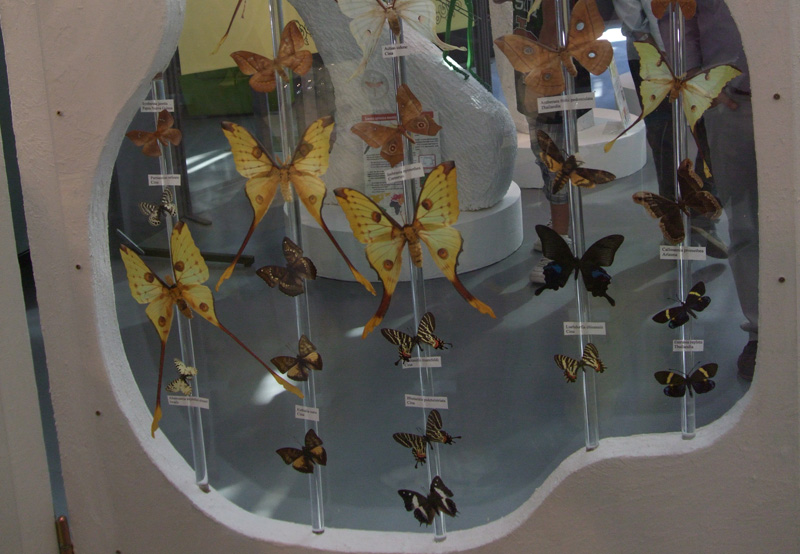 2015 - Bugs, insetti da paura!