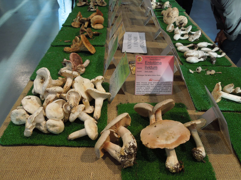 2015 - XXXVII mostra dei funghi delle colline livornesi