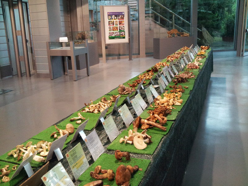 2015 - XXXVII mostra dei funghi delle colline livornesi