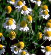 Camomilla
