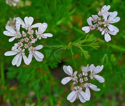 Coriandolo