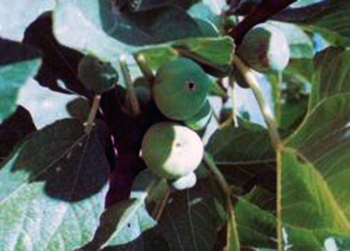 Fico Batignanese