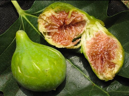 Fico Dottata